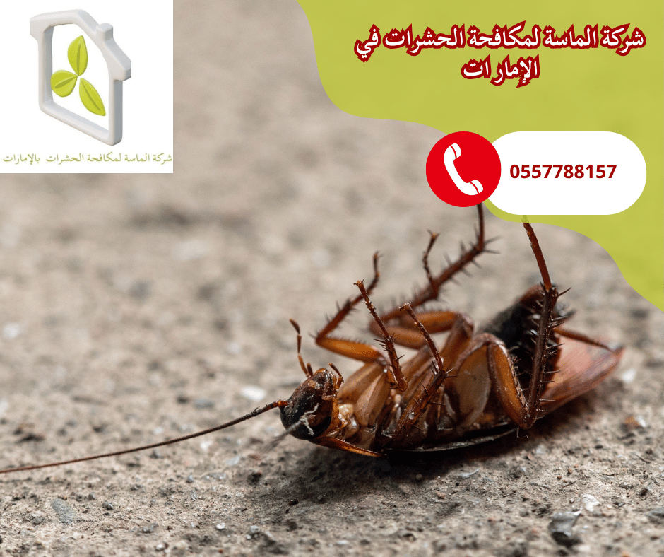 شركة مكافحة الصراصير رأس الخيمة