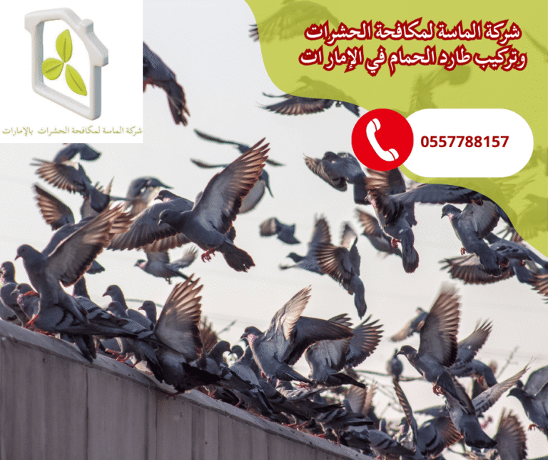 شركة مكافحة حمام في عجمان