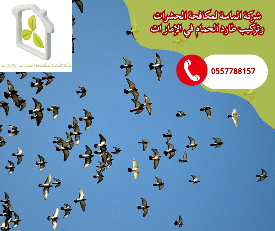 شركة تركيب طارد حمام في العين
